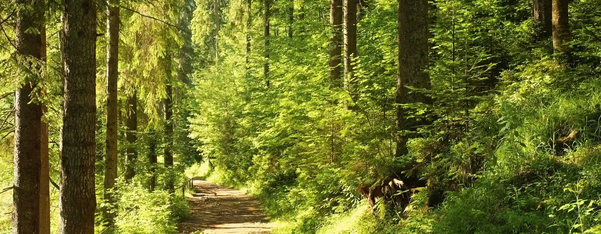 ścieżka w lesie